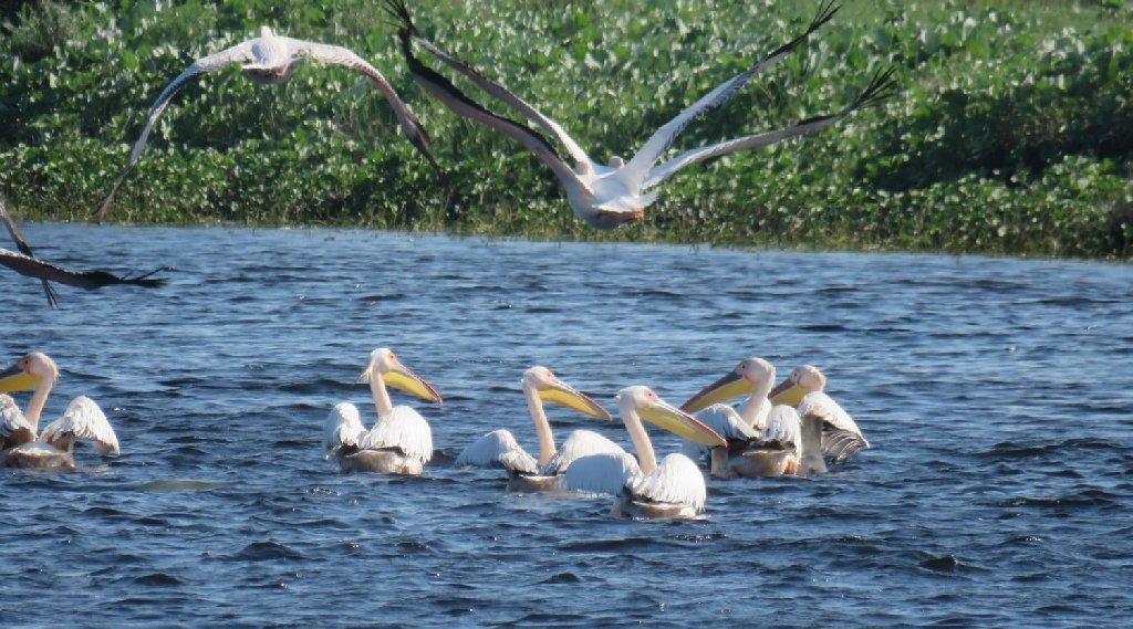 Excursii Plecare Din Sulina Sau Sfantu Ghoerghe